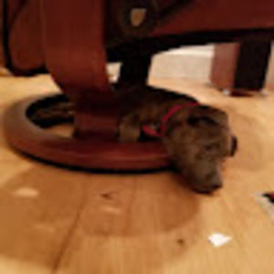 Meet your Posher, Sage l